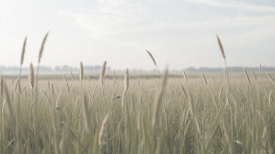 Jakie są metody profilaktyki alergii na bylicę?