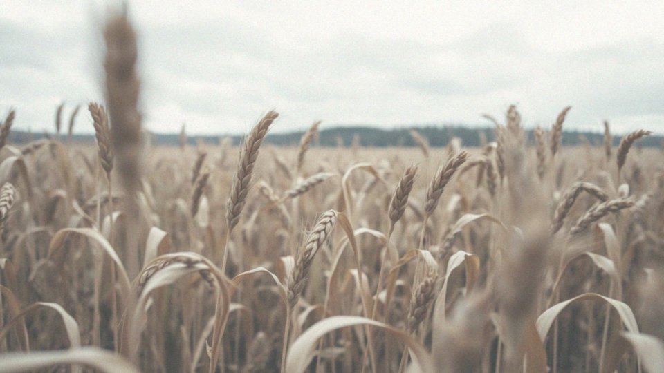 Jakie są zagrożenia związane z mykotoksynami?