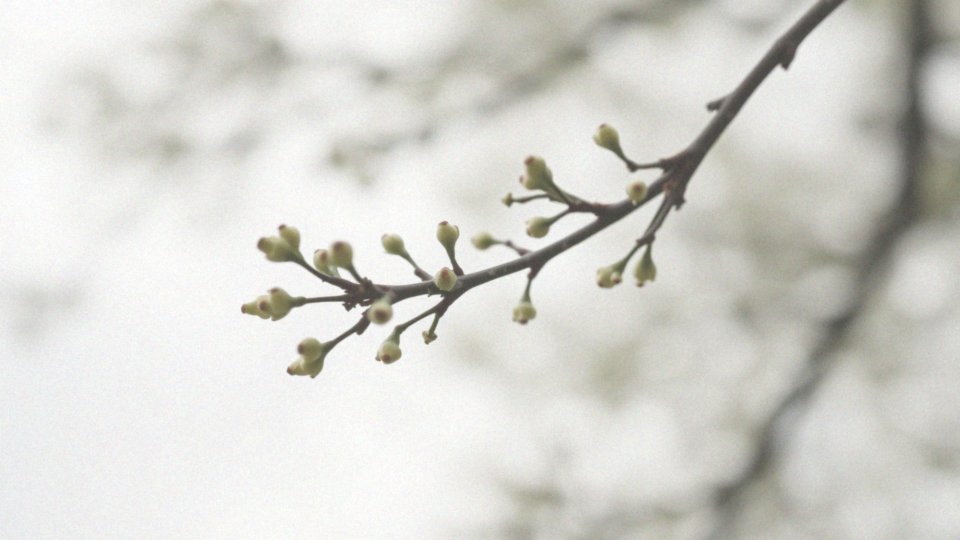 Alergia na pyłki – objawy i skuteczne metody leczenia